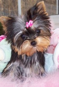 Adorable Yorkies