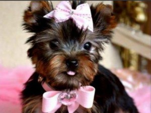 PICK UP cute YORKIE puppies for FREE ADOPTION