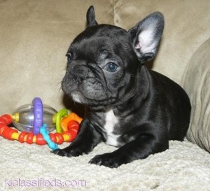 Cute French Bulldog puppies ($150)