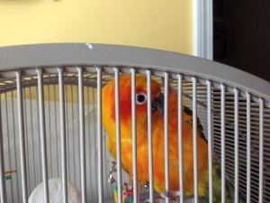 ****** HELLO - I'm a Sun Conure ! *****