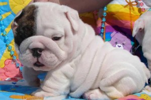 Adorable Female English bulldog