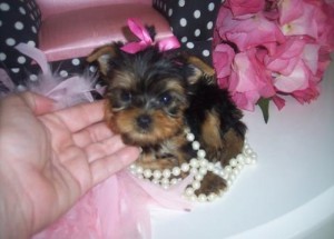 Beautiful Yorkshire Terrier Puppies For Adoption.