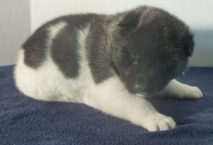 Akita Pups