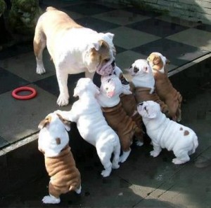 FREE Charming English Bulldog Puppies