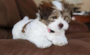 Havanese Puppies For Adoption