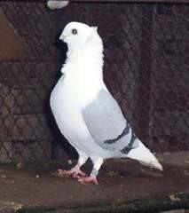 German Owl Pigeons