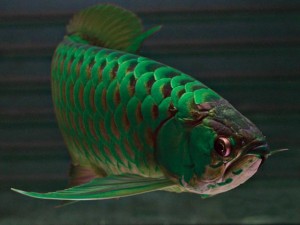 Arowana Fishes Available