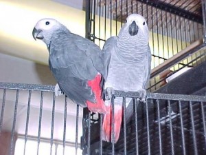 Talkative Pair African Grey Parrots