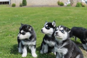 ADORABLE SIBERIAN HUSKY PUPS