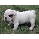 English Bulldog Puppies for sale