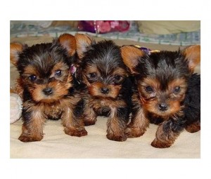 Male and female teacup yorkie puppies available