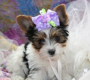 Male and female Yorkie puppies available now for adoption!!