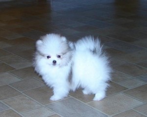 Two Teacup Size Pomeranian Puppies