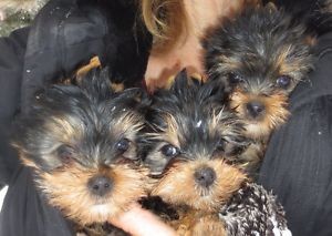 Cute Teacup Yorkshire Terrier puppies