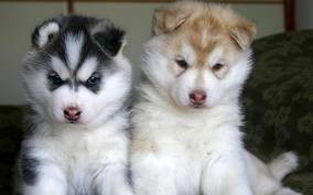 XTRA CUTE siberian husky PUPPIES FOR CARING HOMES