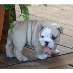 English Bulldog Puppies For Free