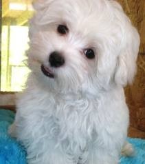 Two Maltese Puppies