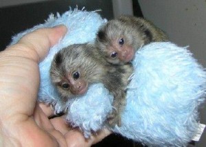 Home raised baby marmoset monkeys for adoption