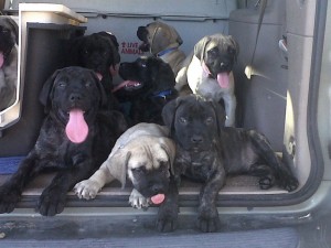 Gorgeous English Mastiff Puppies AKC Registered