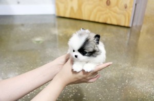 PRECIOUS TEACUP POMERANIAN PUPPIES