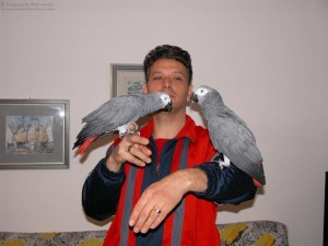 African grey parrot