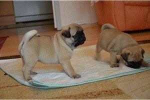 Cute and Lovely Pug puppies for Adoption