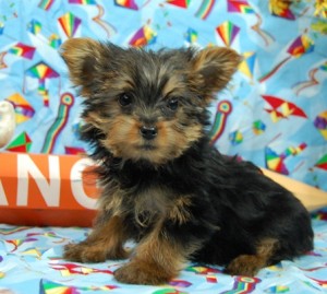 Cute male and female teacup yorkie puppies