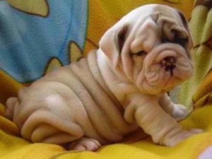 Stunning English Bulldog Puppies Avalaible