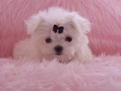 Charming Maltese Puppies