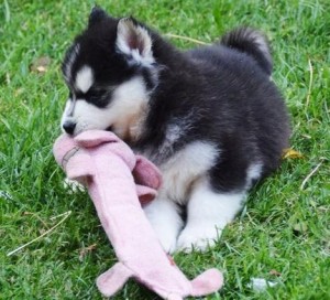 Blue Eyes Siberian Husky