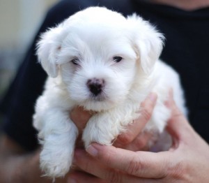 Three nice baby Maltese puppies