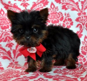 CKC/USA registered Yorkshire Terrier puppies