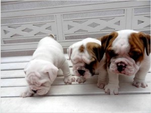 English Bulldog Puppy for Sale