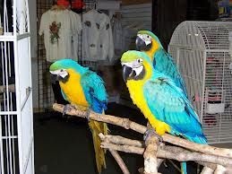 Beautiful pairs of blue and gold Macaw parrots