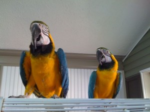 Blue, Gold Blue and Gold Macaw