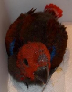Baby Eclectus Female For Sale