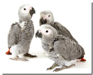 Baby African Grey Parrots Ready Soon