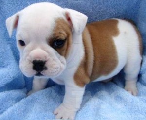 English Bulldog puppies