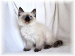 Applehead Balinese Kittens For Sale