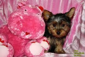 Adorable tiny Yorkie  puppies