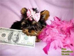 Outstanding Yorkshire Terrier puppies
