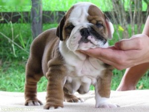 Brown and white English Bulldog puppy for FREE ADOPTION