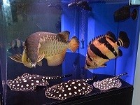 BLACK DIAMOND LEOPOLDI STINGRAY FISHES
