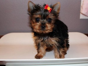 Yorkies For Adoption