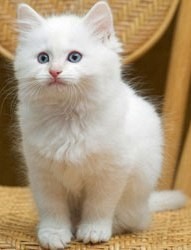 Sparkling Silver Teacup Persian Cat For Sale