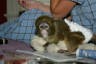 17 weeks old male and female baby capuchin monkeys for adoption