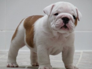 English Bulldog Puppy