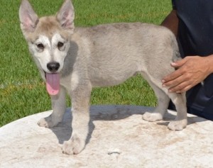 Amazing Alaskan Malamute Puppies Available Now