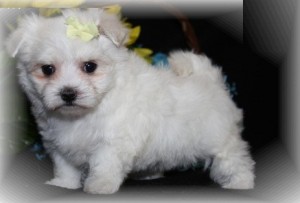 Maltese Puppies