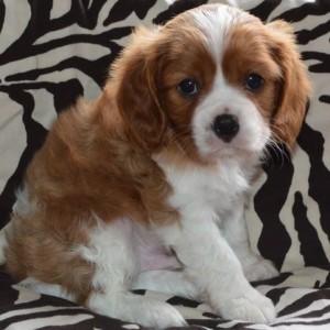Cavalier King Charles Spaniel Puppies